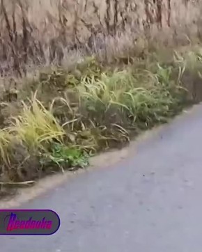   :                 
