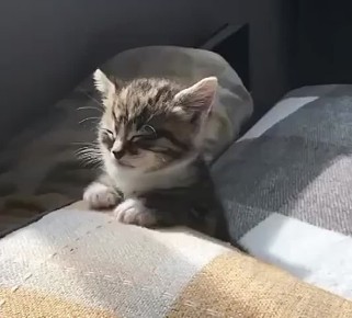 ? ,  ! ,  