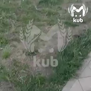 ,     , 