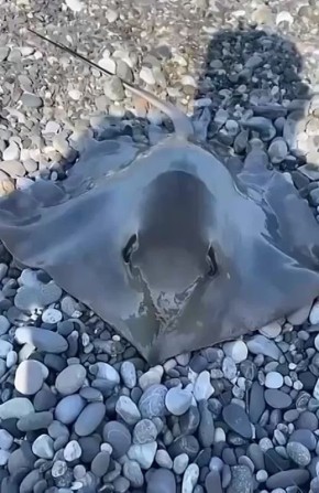   :  ,    