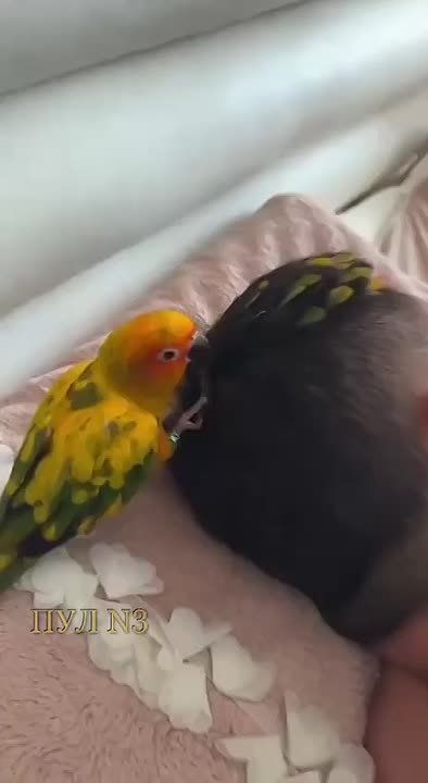 -    ?. -   !