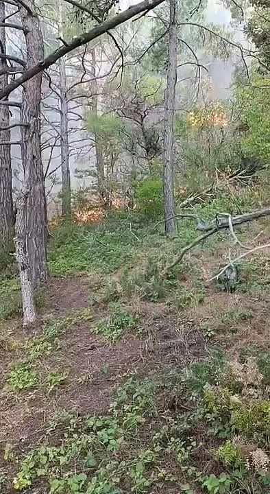    ,    -  