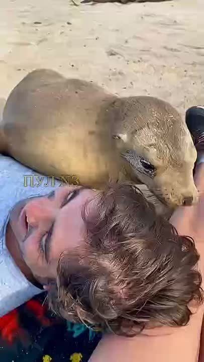             -    ,    (,  )