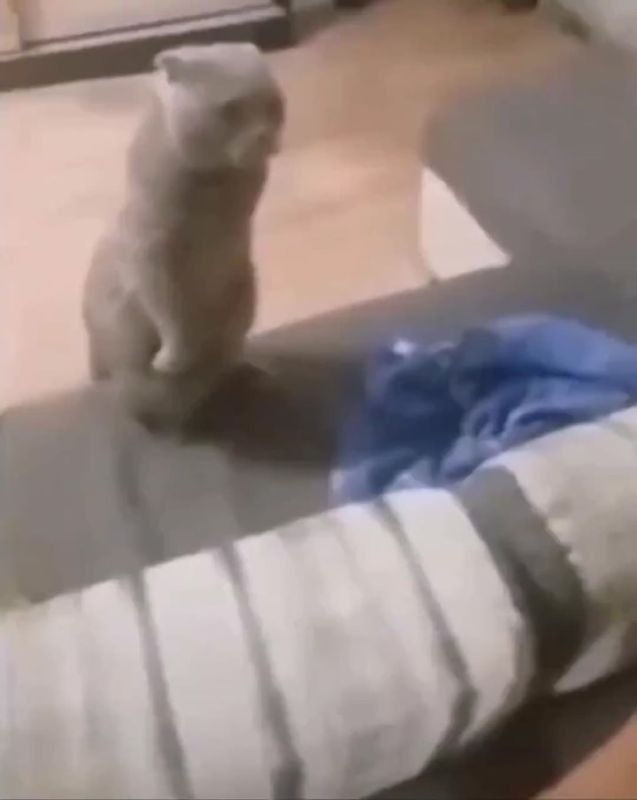    - :  