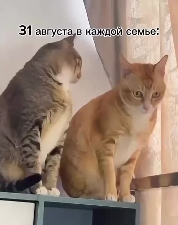 ,   ?    ?