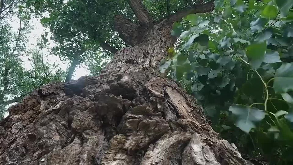     ,           ,      