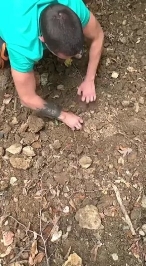     :               