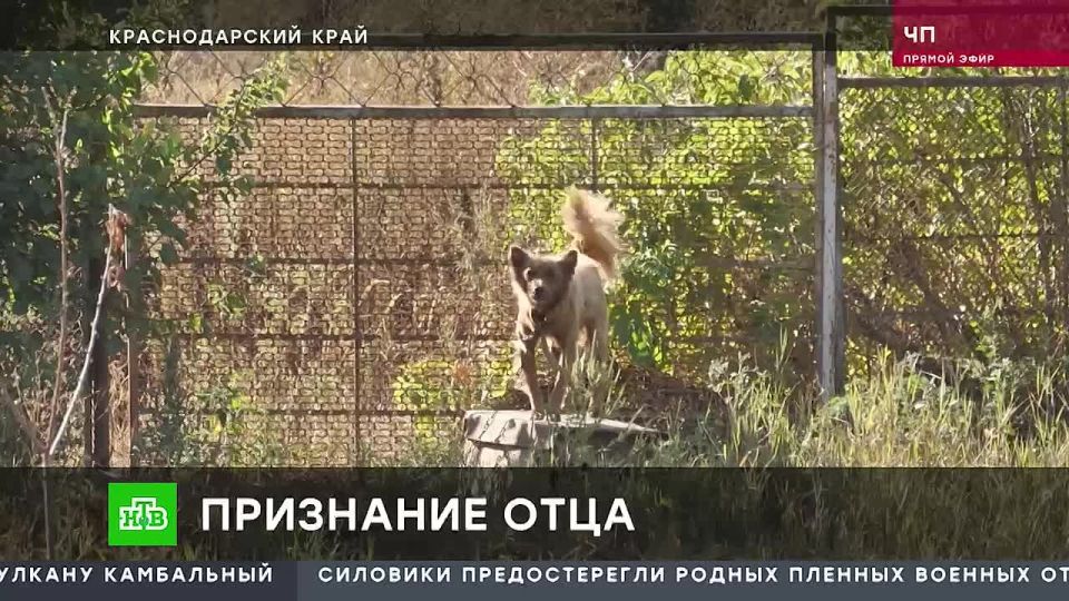 На Кубани в станице Архангельской идут поиски трёхлетней девочки