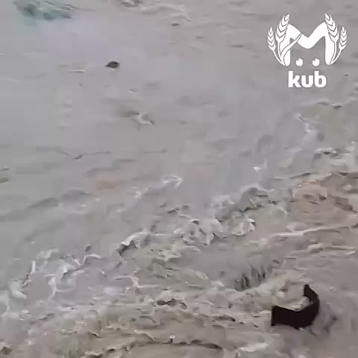 Дождище топит Сочи. Даже выдры в шоке