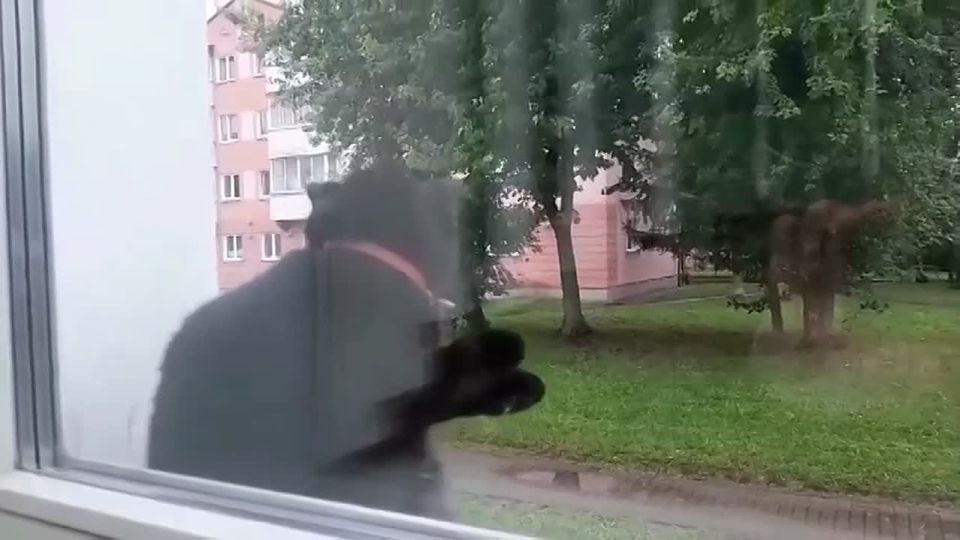 В Беларуси обнаружили музыкального кота, который танцует под аккордеон у детской школы искусств