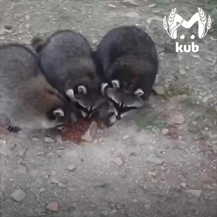 "Да, вкусный у нас инжир! Больше не приходите!"