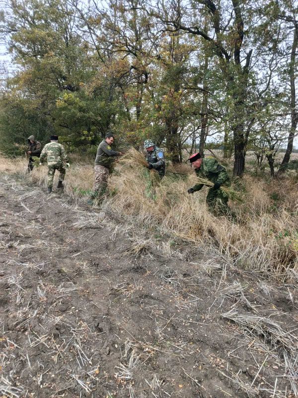 Очередной очаг дикорастущей наркосодержащей конопли уничтожен в Ейском районе