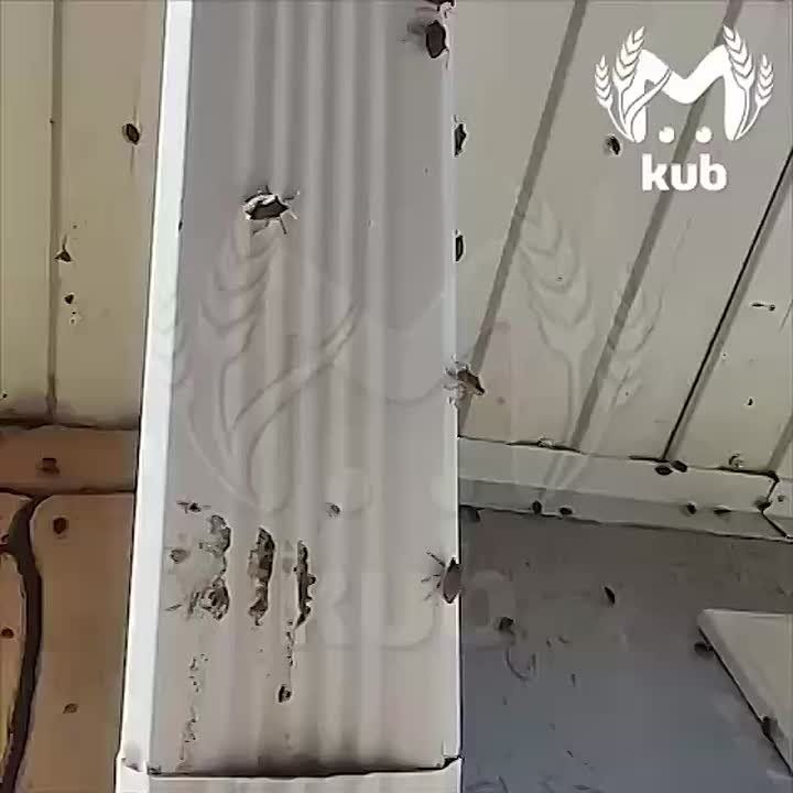 "Я думала дождь стучит, а это они бьются!"