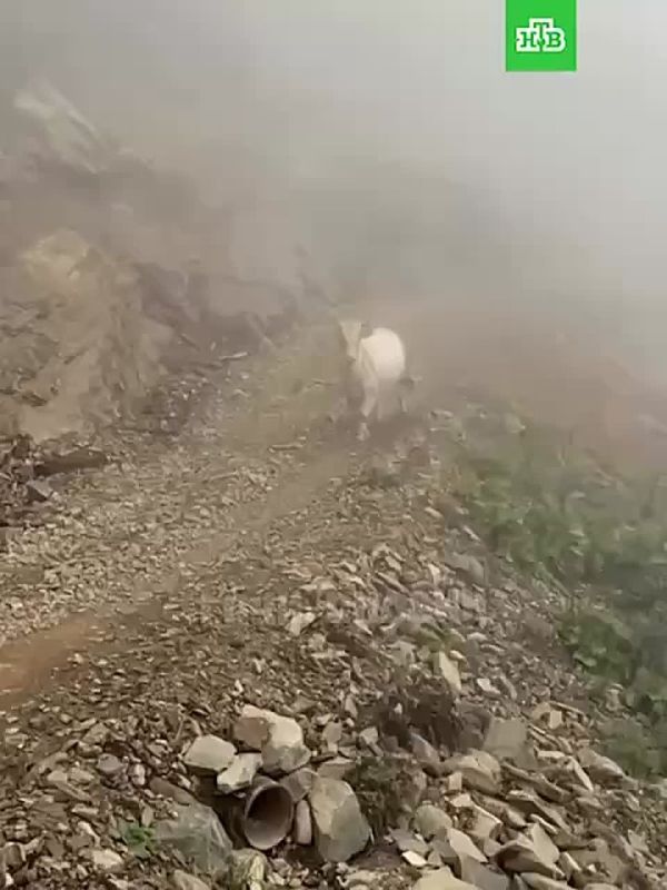 Дикая корова напала на туристов в горах Сочи