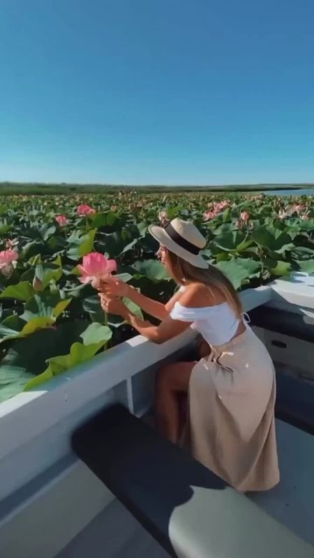 Долина лотосов, Ахтанизовский лиман, Краснодарский край