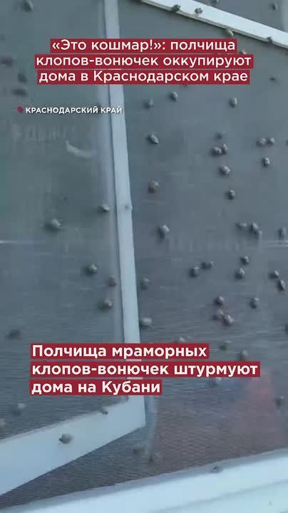 «Это кошмар!»: полчища клопов-вонючек оккупируют дома в Краснодарском крае