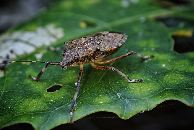 Энтомолог Хряпин: Клопы-вонючки не опасны для людей