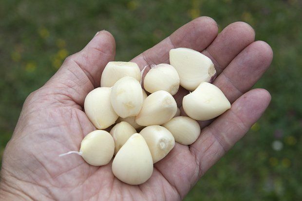 Огородница Алексеева: Соблюдение агротехники поможет вырастить идеальный чеснок