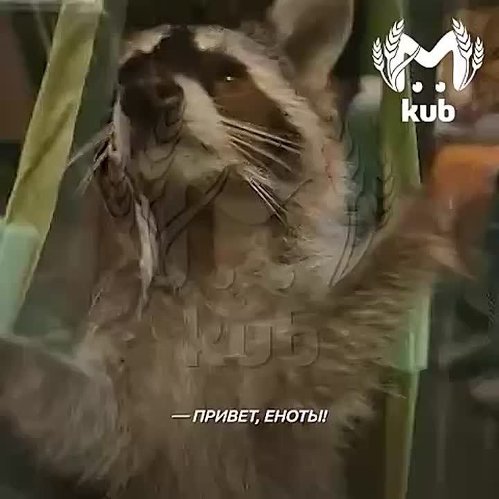 "Привет, еноты! Вы чё, ребята, ой, детям отправлю, поржут!"