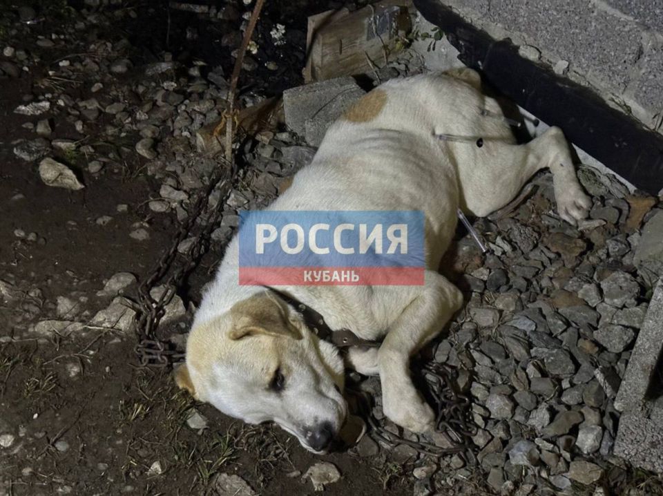 В Сочи алабай растерзал двоих детей