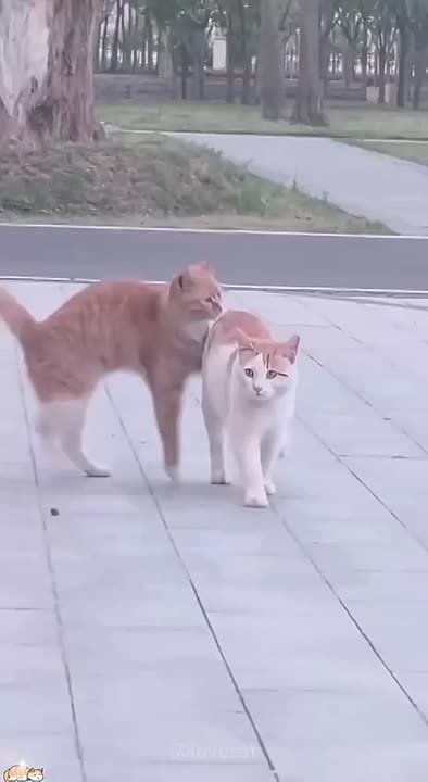 Время поднять настроение в пасмурный день и посмотреть на котиков!