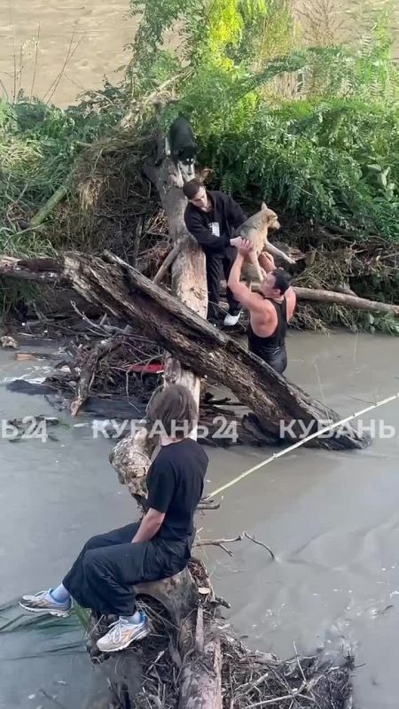 Собаки спасены!. Неравнодушные сочинцы своими силами вытащили первое животное