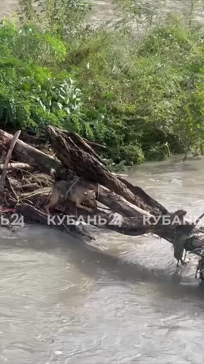Собака застряла на упавшем дереве посреди реки в Сочи