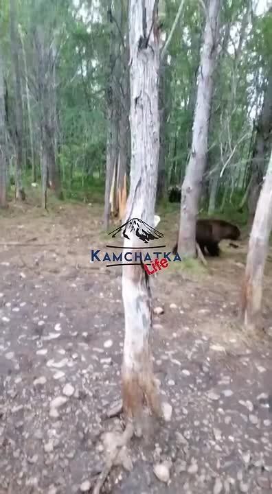 «Смотри сколько медведей. Кошмар»