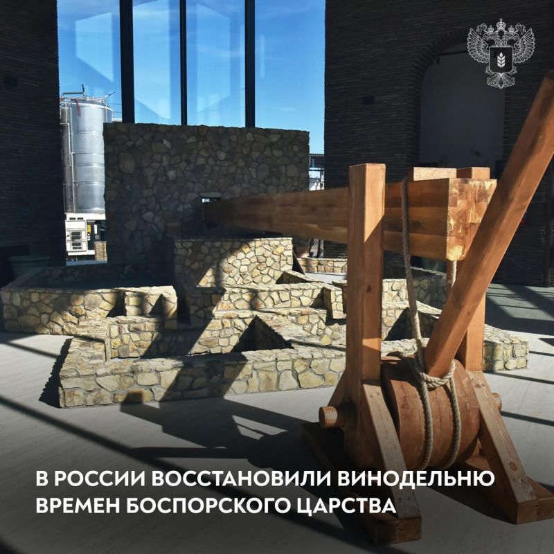 Античная винодельня ожила на Тамани