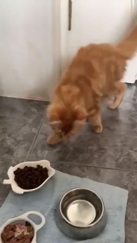 Те, кто имел дело с рыжими котами, прочувствуют это видео по полной