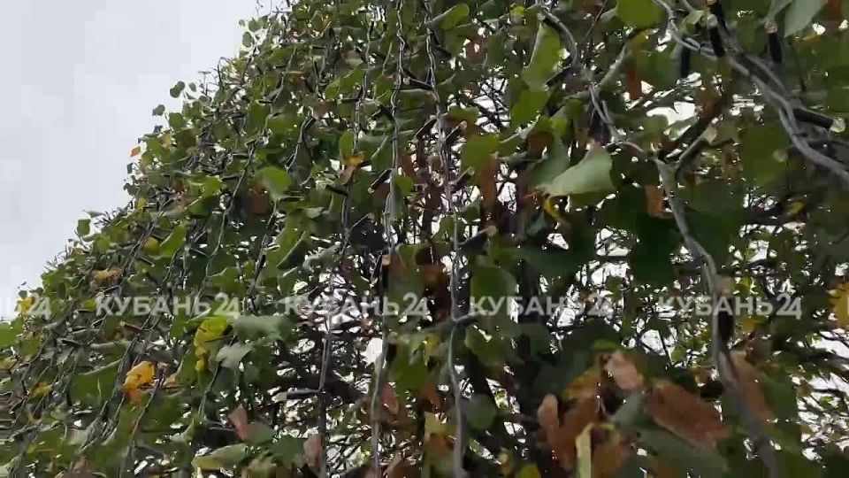 Парк «Краснодар» уже готовится к зимним праздникам