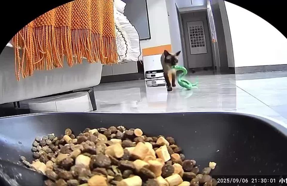 В сети хайпит кошка, которая пытается накормить свою игрушечную змею — она приносит её и кладёт возле еды, чтобы та поела вместе с ней