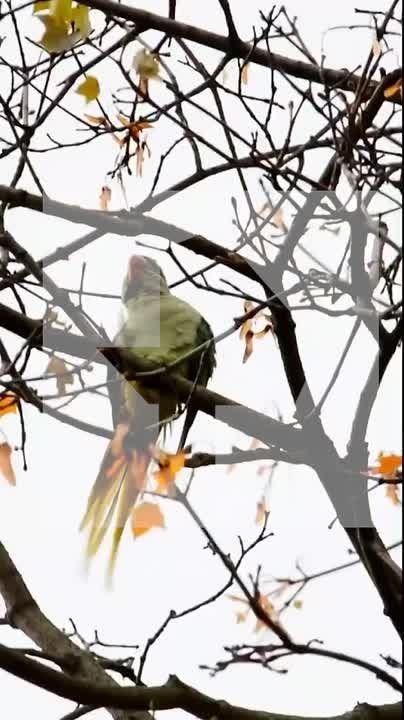 Свободу попугаям! Сво-бо-ду!!!