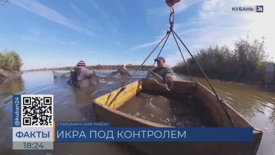Чёрная икра начала свой путь на новогодние столы россиян