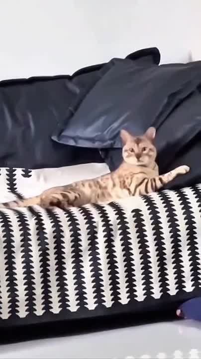 Коты и их хвосты