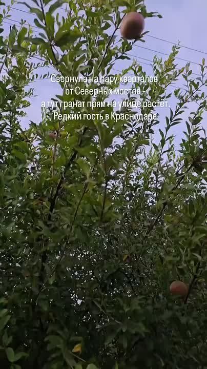 Гранаты растут в центре Краснодара