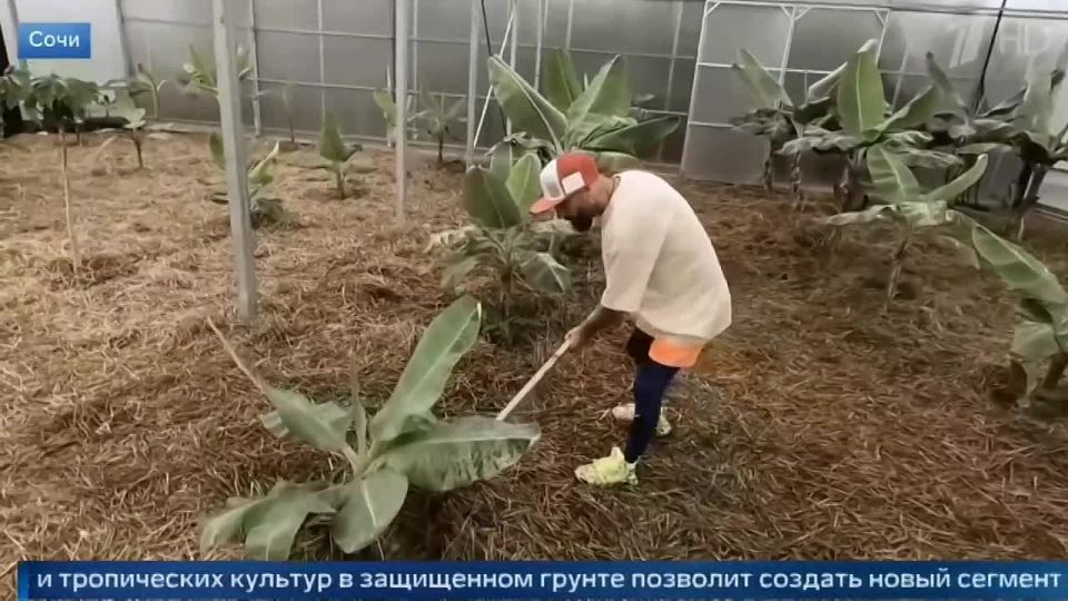 На Первом канале показали, как в Сочи выращивают экзотические фрукты — бананы, папайю и маракуйю