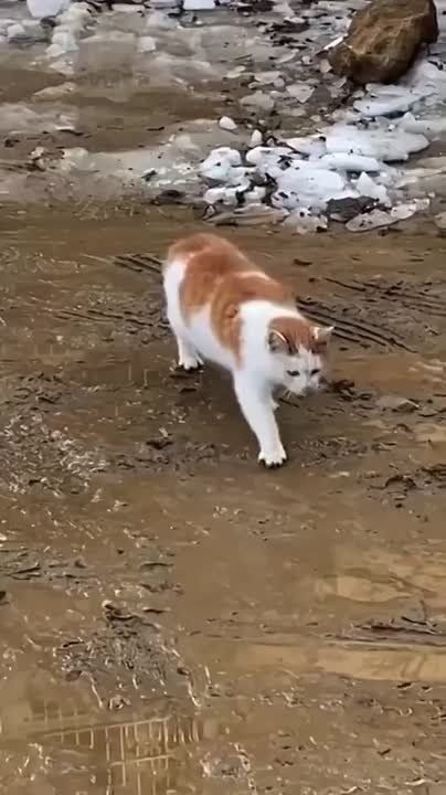 Когда вышел погулять по Музыкальному в Краснодаре в новых ботинках