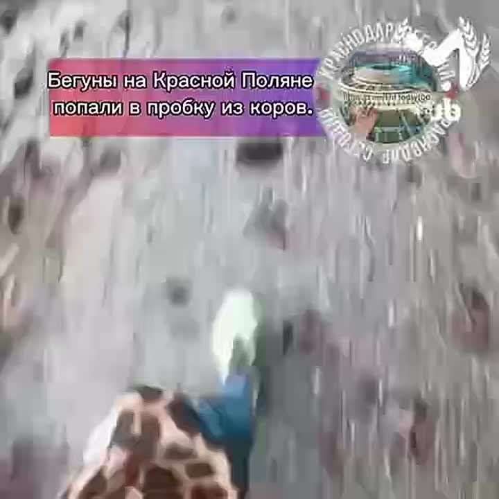 Бегун на Красной Поляне попал в пробку из коров