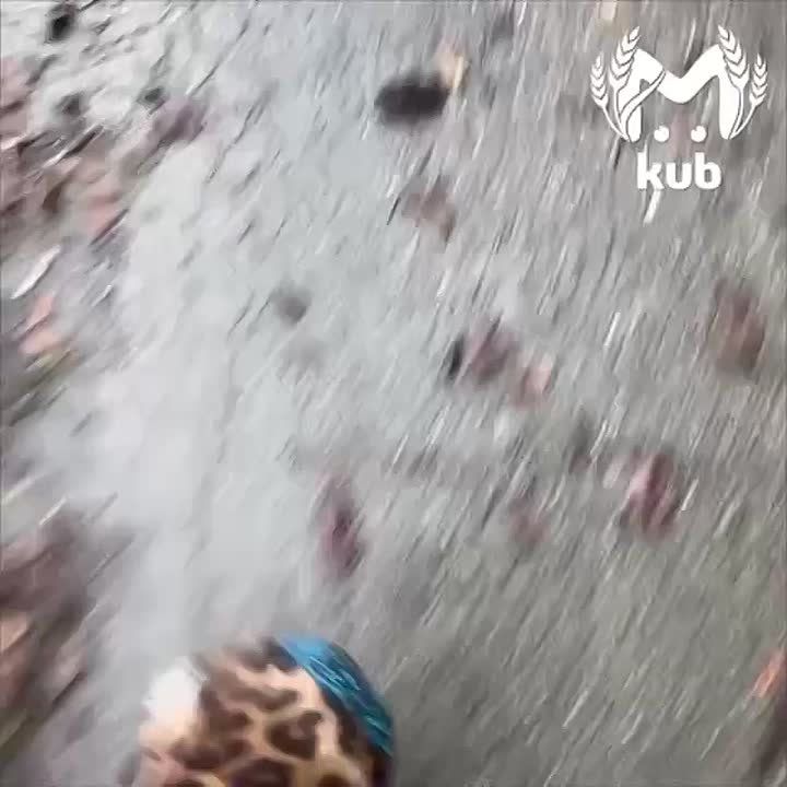 Бегуны на Красной Поляне попали в пробку из коров