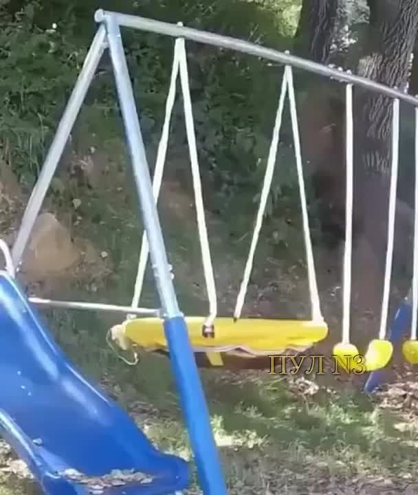 Он был суровым хищником, пока не узнал про качели: в Калифорнии медведь оценил детскую площадку