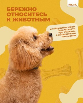 Берегите друзей наших меньших, но с незнакомыми четвероногими будьте осторожны