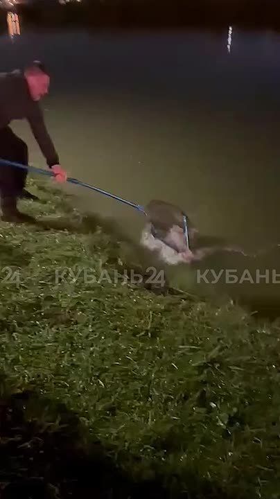 Гигантского толстолобика-монстра выловил 14-летний парень из Славянска-на-Кубани
