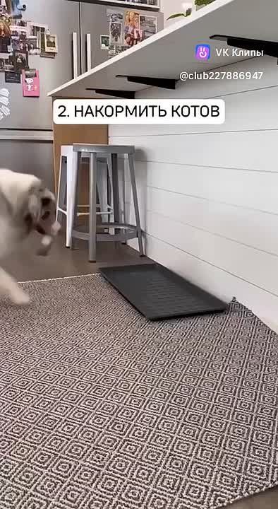 Эх, мне бы такую собаку