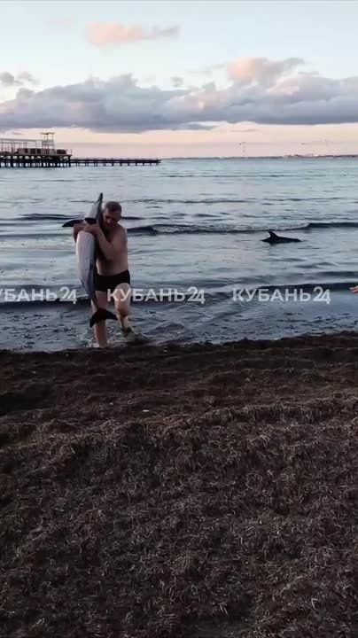Детеныш дельфина погиб, оказавшись на мели в Анапе