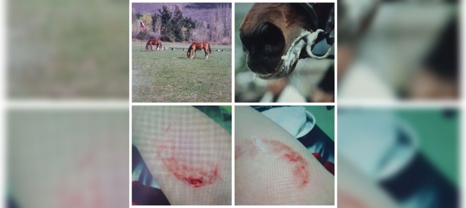 Конный клуб из Геленджика находится под угрозой сноса. Работники просят помощи у Президента