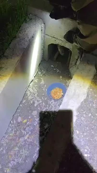 Иди, малыш! Кусайся, только выходи давай!