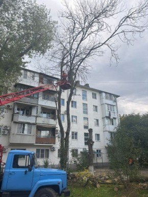 Спил аварийных сухих деревьев по ул. Первомайской, 200 и 202