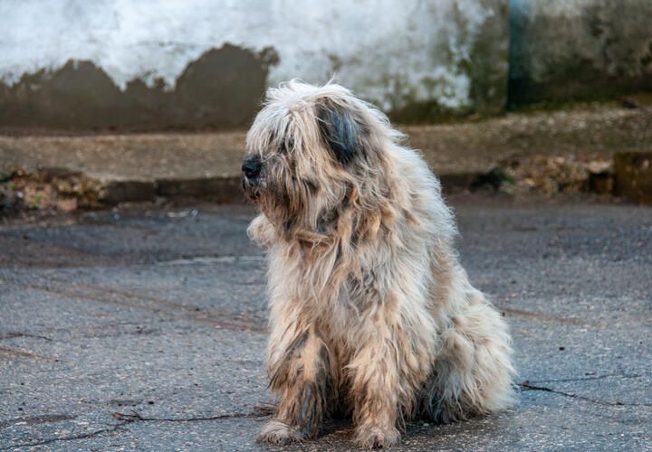 «Святой человек»: в Краснодаре стрелок расправляется с бездомными дворнягами