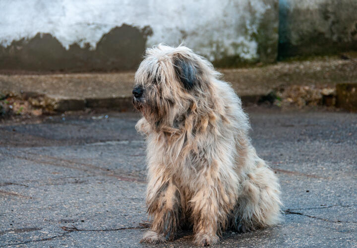 «Святой человек»: в Краснодаре стрелок расправляется с бездомными дворнягами